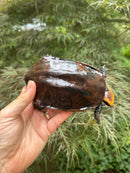 Twist-necked Turtle LTC Female