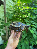 Homes Hinge-back Tortoise Adult Pair