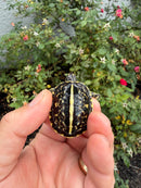 HI YELLOW Florida Box Turtle