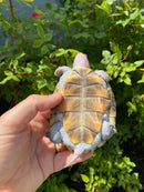 Ornate Diamondback Terrapin Female