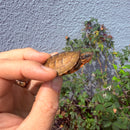 Vietnamese Three-striped Box Turtle