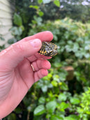 Yellow Flame Baby Florida Red Bellied Turtle