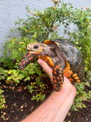 Red Foot Tortoise Adult Female