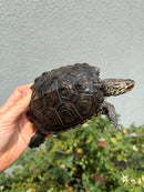 Concentric Diamondback Terrapin Adult Female