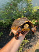 Red Foot Tortoise Adult Female