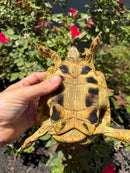 Eastern Hermann's Tortoise Adult Male