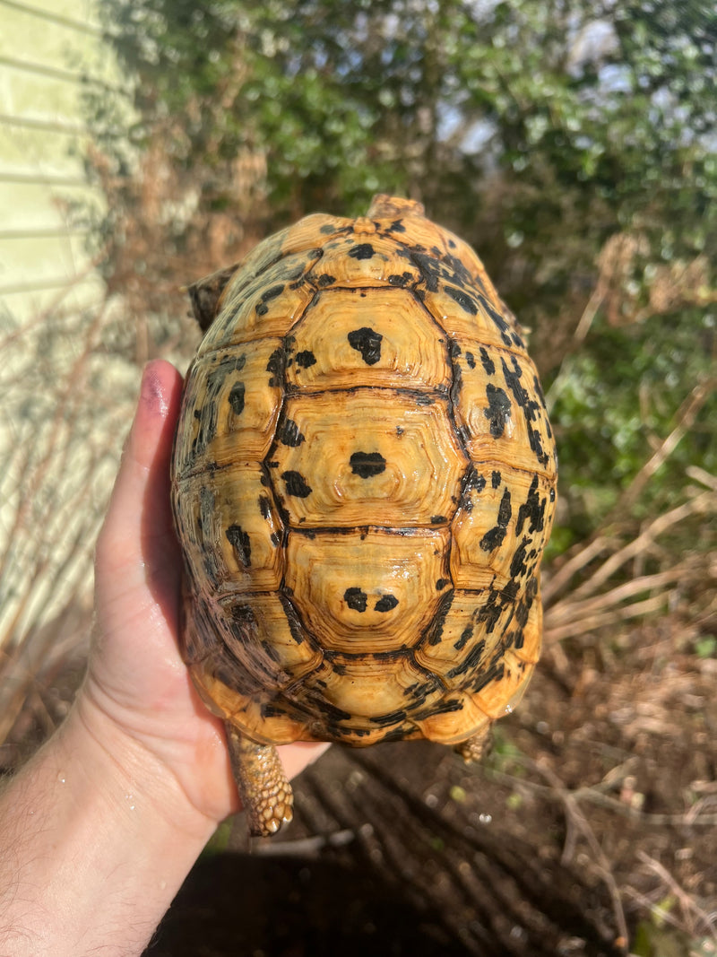 Libyan Greek Tortoise Adult Female