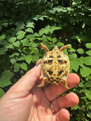 Sri Lankan Star Tortoise 2024