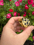 Sri Lankan Star Tortoise 2026