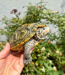 Concentric Diamondback Terrapin Adult Female
