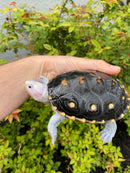 Ornate Diamondback Terrapin Female