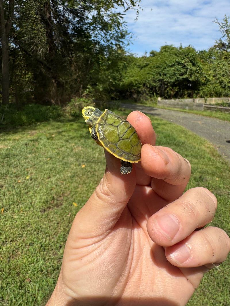 Green Ghost Penninsula Cooter Turtle Babies (Pseudemys peninsularis)