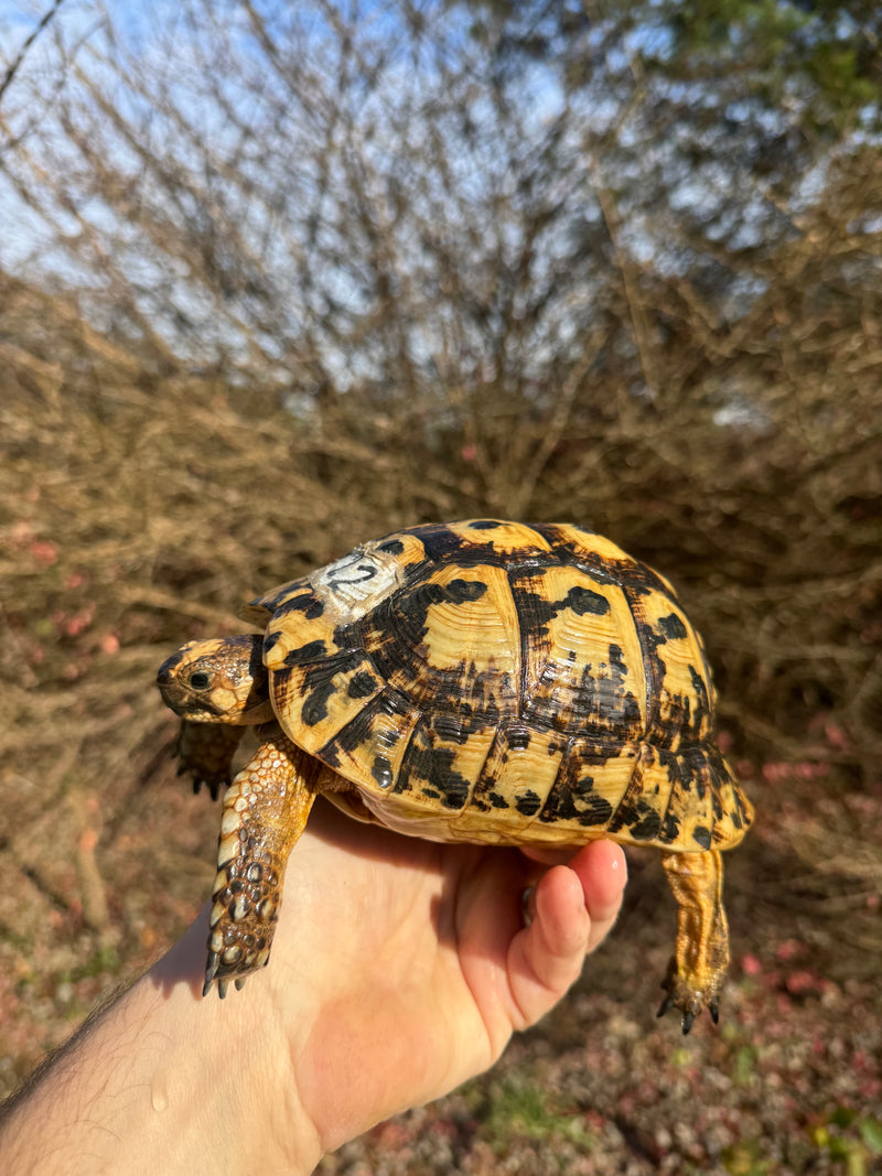 Libyan Greek Tortoise Adult Female