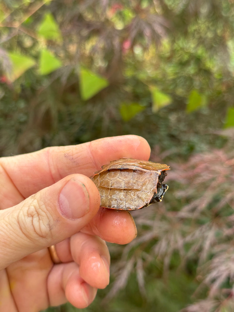 Vietnamese Black Breasted Leaf Turtle Baby 2025