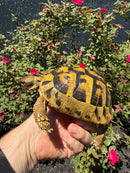 Eastern Hermann's Tortoise Adult Female
