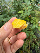 Albino Florida Red Bellied Turtle 2026