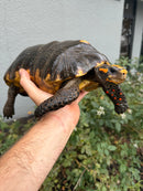 Red Foot Tortoise Adult Male