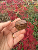 Hi Orange Vietnamese Black Breasted Leaf Turtle Baby 2025