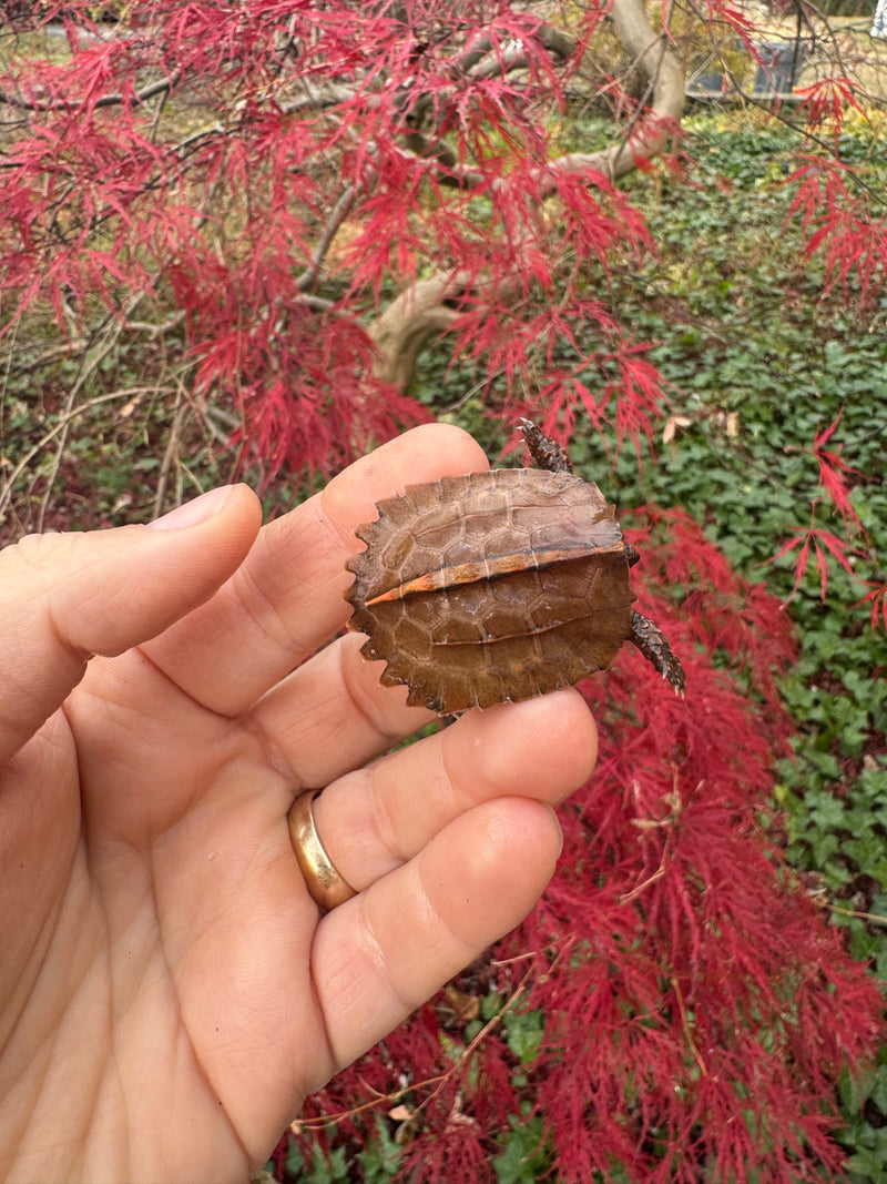 Hi Orange Vietnamese Black Breasted Leaf Turtle Baby 2025