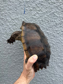 Florida Snapping Turtle Adult Female