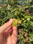 Pastel Clown Red Eared Slider Turtle