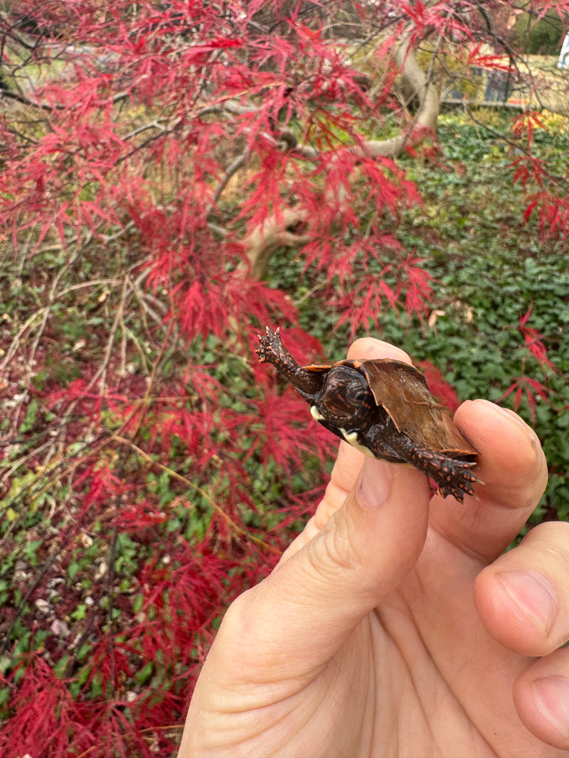 Hi Orange Vietnamese Black Breasted Leaf Turtle Baby 2025