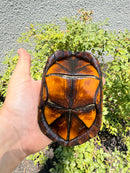 Red Cheeked Mud Turtle Adult Trio