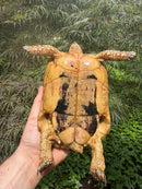 Libyan Greek Tortoise Adult Female
