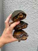 Red Cheeked Mud Turtle Adult Trio