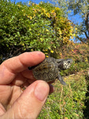 Hi White Concentric Diamondback Terrapin 2025