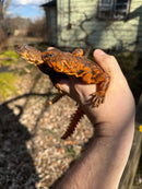 Red Niger Uromastyx Adult Pair