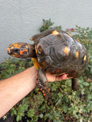 Red Foot Tortoise Adult Male