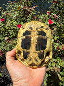 Eastern Hermann's Tortoise Adult Female