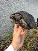 Burmese Black Mountain Tortoise Female