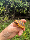 Hypo Cherrybomb Red Foot Tortoise Baby 2025