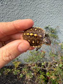 Hi Color Eastern Box Turtle Baby
