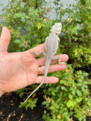 Hypo Zero Bearded Dragon