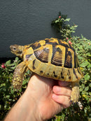 Eastern Hermann's Tortoise Adult Male