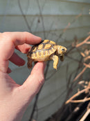 Leopard Tortoise 2024