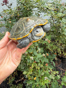 Northern Diamondback Terrapin Adult Female