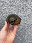 Red Cheeked Mud Turtle Adult Trio