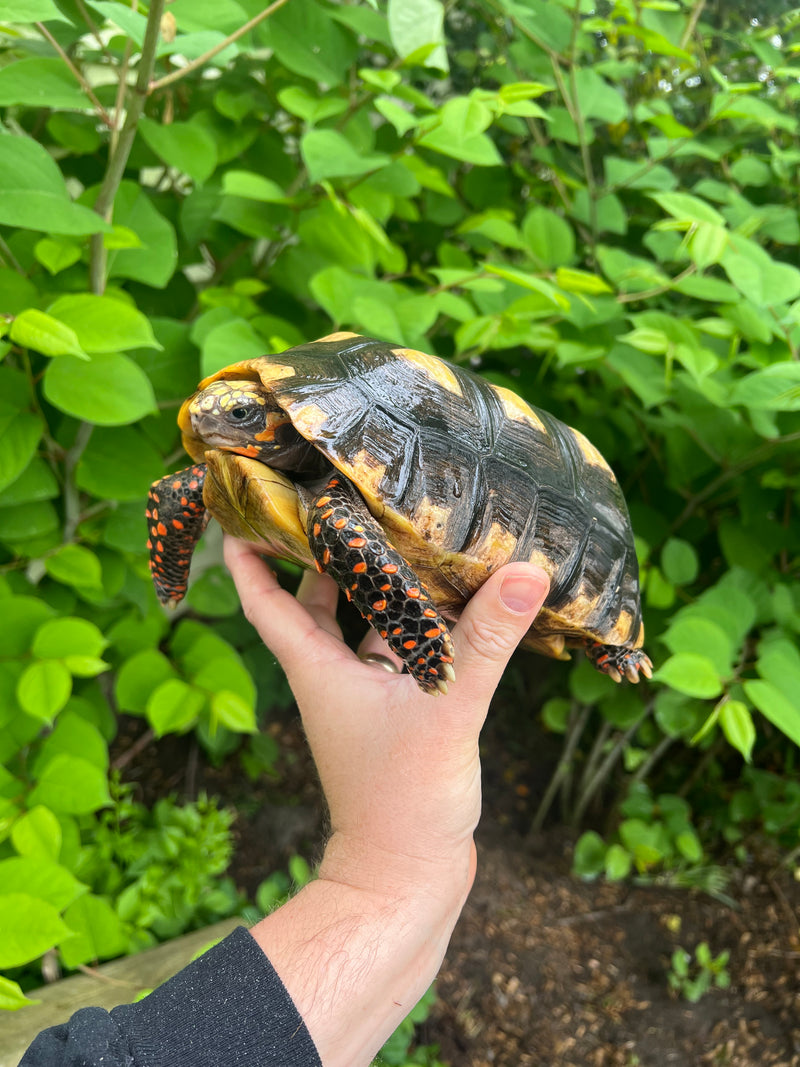 Suriname Red Foot Tortoise Adult Female