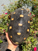 Red Foot Tortoise Adult Male