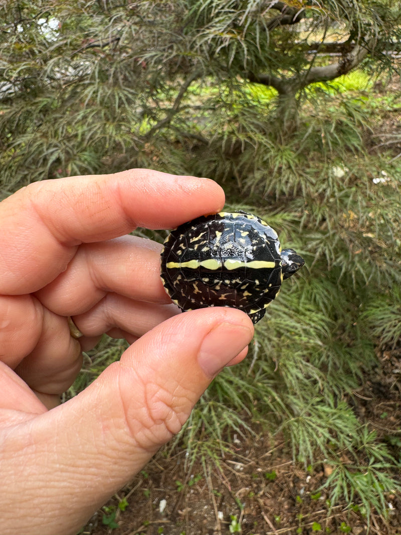 HI YELLOW Florida Box Turtle Baby 2024