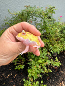 Mutant  Pacman Frog