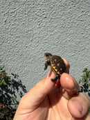 Hi Color Eastern Box Turtle Baby