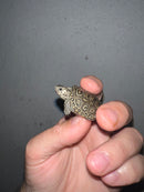 Concentric Diamondback Terrapin 2023 (Malaclemys terrapin)