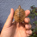 Vietnamese Three-striped Box Turtle