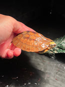 Golden Coin Box Turtle 2023
