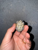 Hi White Concentric Diamondback Terrapin 2025
